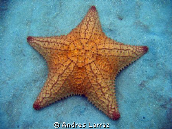 19 " STAR ! by Andres Larraz 